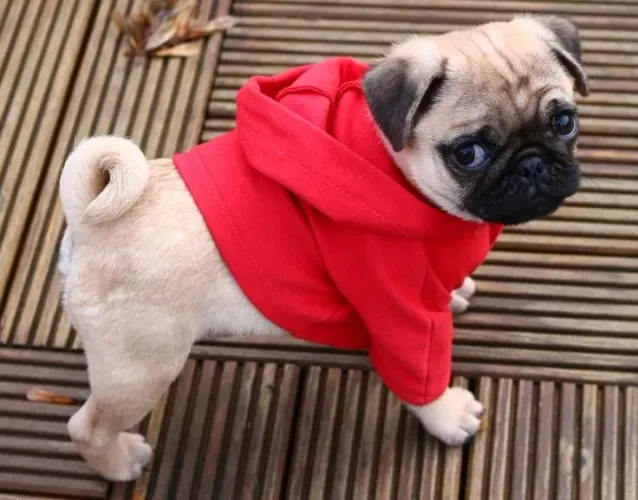 Filhotes De Pug - Fofura Disponível