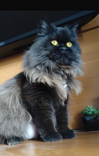 Filhotes de gato Persa