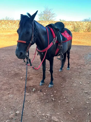 Vendo égua meio sangue manga larga marchador