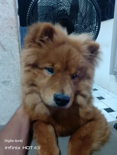 Doação chow chow