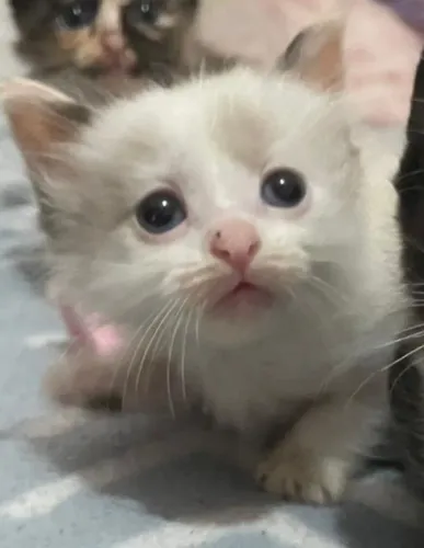 Doação de linda gatinha de 45 dias