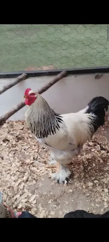 Galinhas Brahma lindas