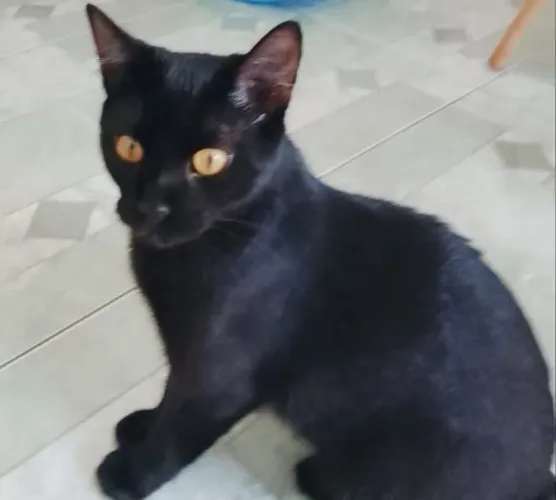 Siamês misturado 