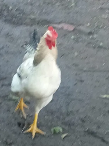 Vendo frango