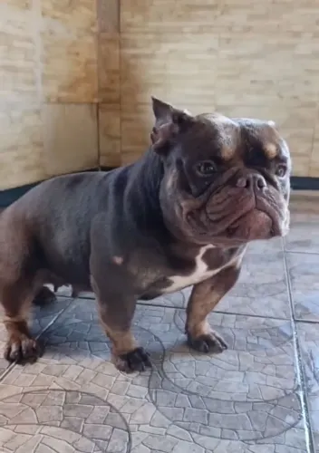 Exemplares micros novinhas e estruturadas da raça American Bully 