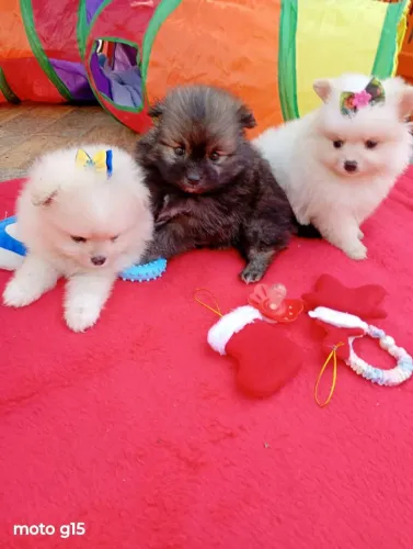Spitz Alemão Anã, fêmeas ursinhas, fotos reais, entregamos