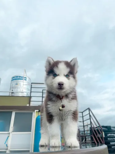 Husky siberiano Filhotes com acompanhamento e cuidados
