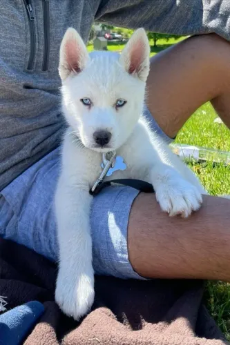Husky siberiano Uma escolha diferente para quem ama cães