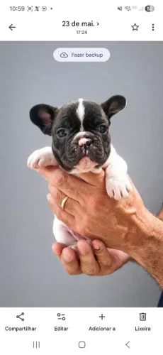 Fêmea de Buldogue Francês