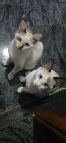 GATOS PARA DOAÇÃO 8 MESES