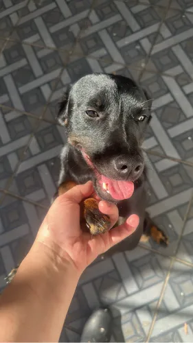 Doação de animais
