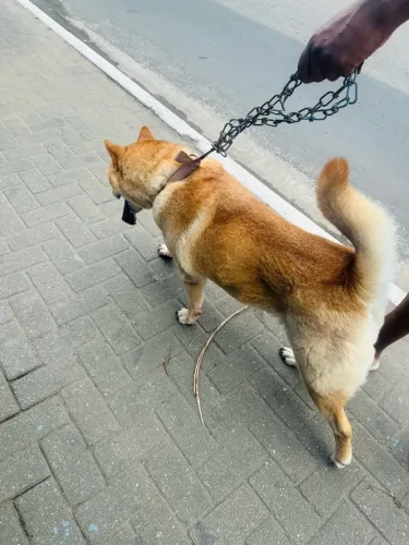 Doação de cachorro Chow Chow 