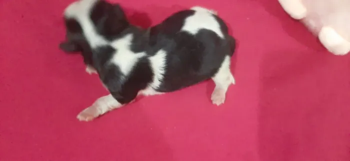 Filhote fêmea de Shih Tzu