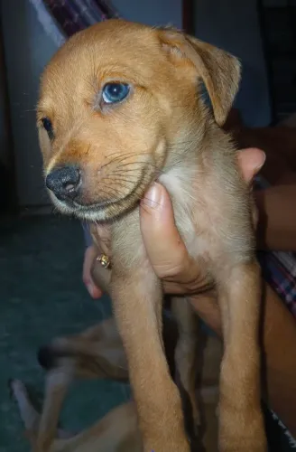Adoção de cachorrinho