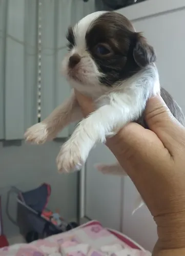 Shihtzu
