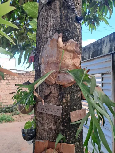 Planta Chifre de veado