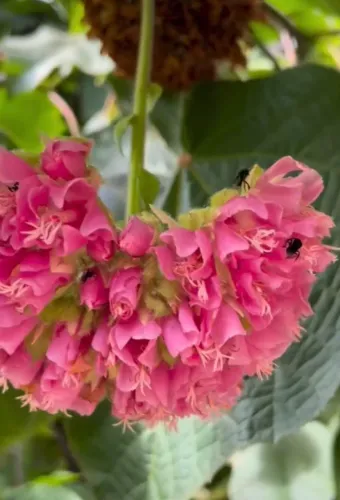 Astrapeia rosa plantas adubadas