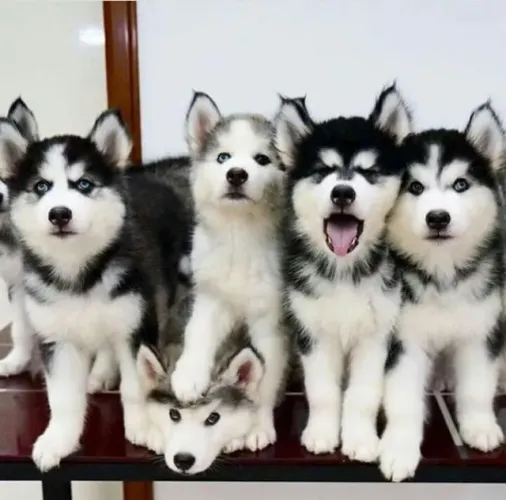 Cãozinho Husky Siberiano de excelente procedência e garantia