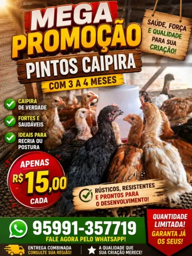 Caipira 4 meis vacinado vermefugados 