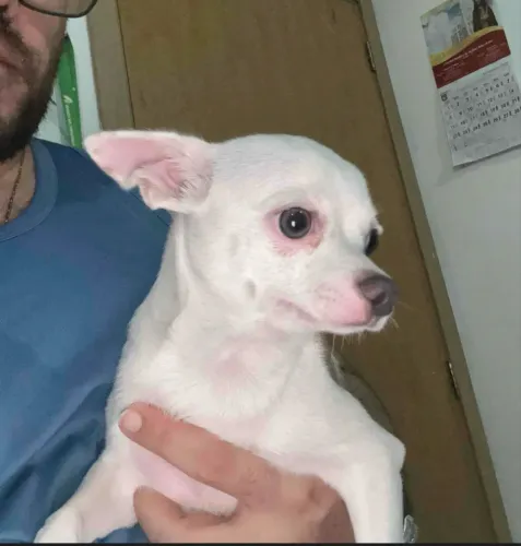 Vendo Chihuahua 7 meses, macho
