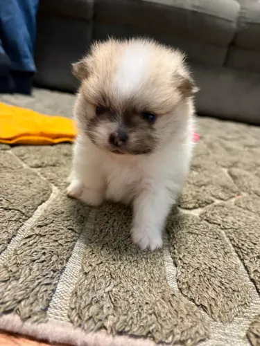 Filhote de Lulu da Pomerania 
