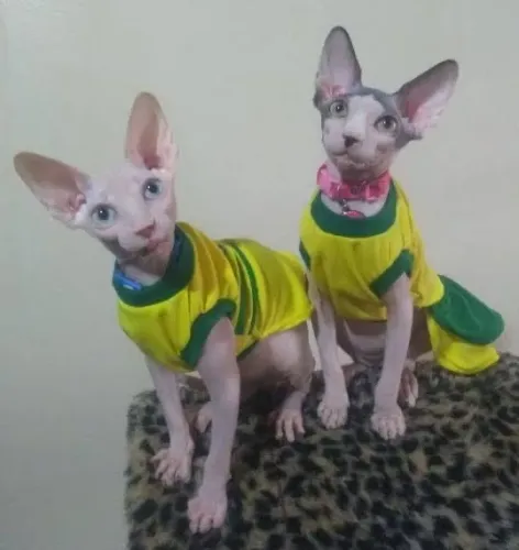 Sphynx macho adulto