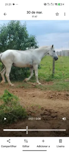 Égua 
