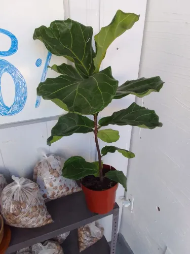 Planta ficus lirata