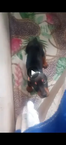 Dobermann menina