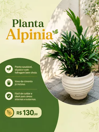 Planta Alpinia 