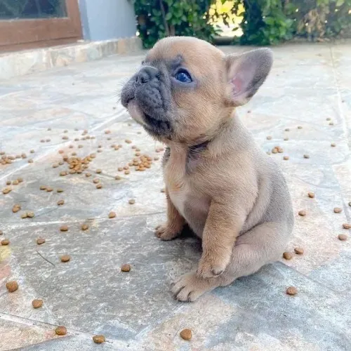Bulldogue Francês - Totalmente Encantador.