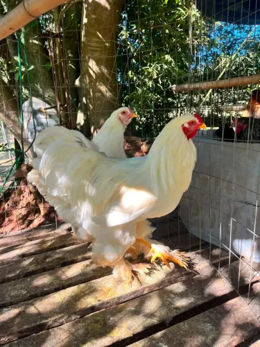 Casal de raça Brama no