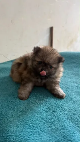 Spitz alemão barato