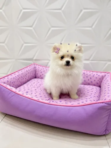 Não PERCA Spitz miniatura