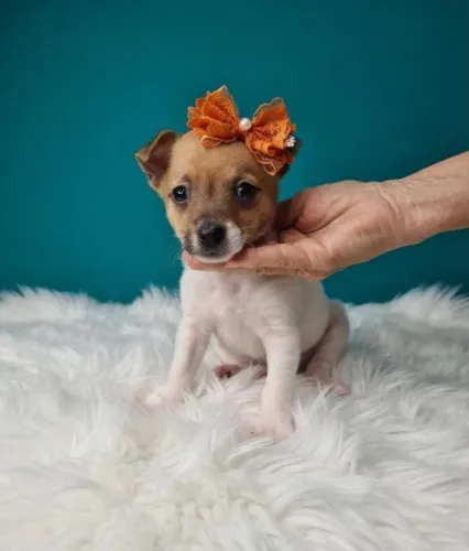 Filhote de Pinscher