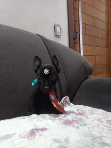 Pinscher Mini último machinho minúsculo só 999