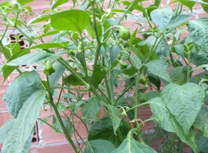 Casa Ampla com Quintal e Árvores Frutíferas em São Pedro da Aldeia próximo à Lagoa