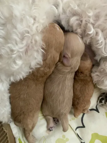 Poodle toy