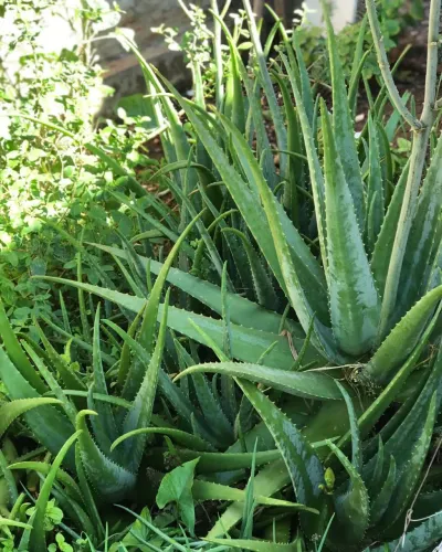 Mudas de Babosa (Aloe Vera)