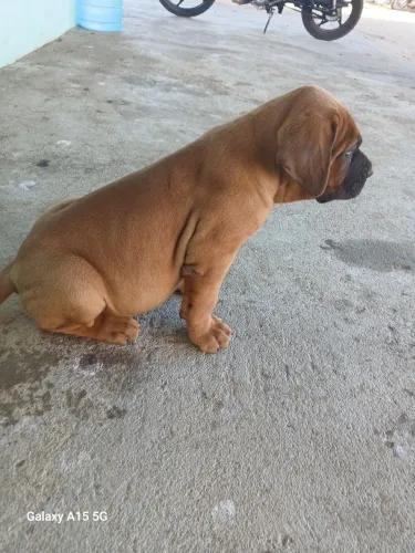 Filhote de fila brasileiro