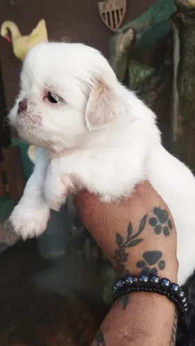 Shitzu branco areia