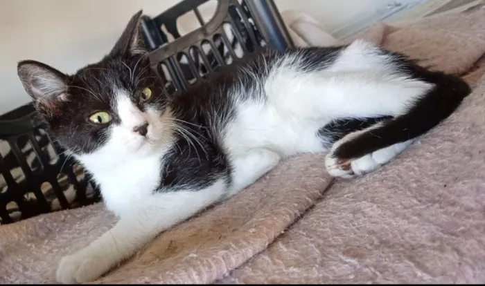 Doação de lindo gatinho de 70 dias