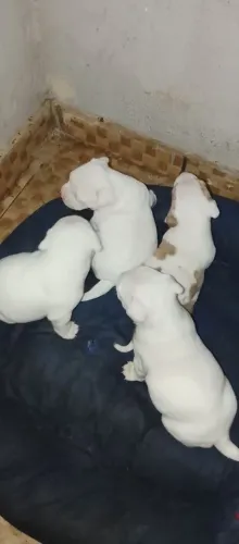 Vendo fêmeas pitbull