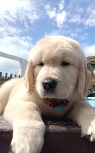 Golden Retriever disponível para reserva