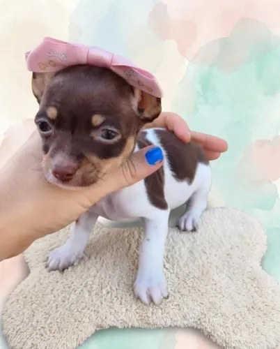 Pinscher Exótica Bem Pequena