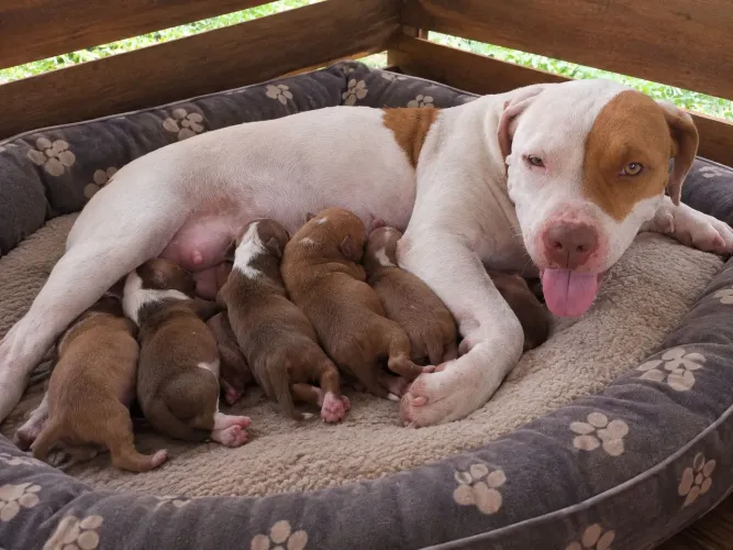 Filhotes de Pitbull 
