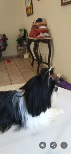 Filhotes de shih tzu com Spitz alemao