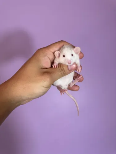 Ratos Twisters