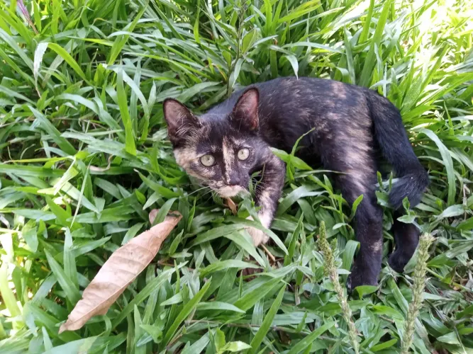 Gata pra doação