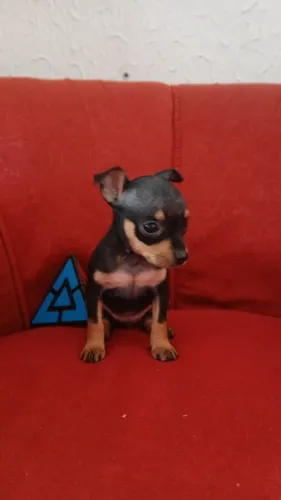 Pinscher zero fêmea